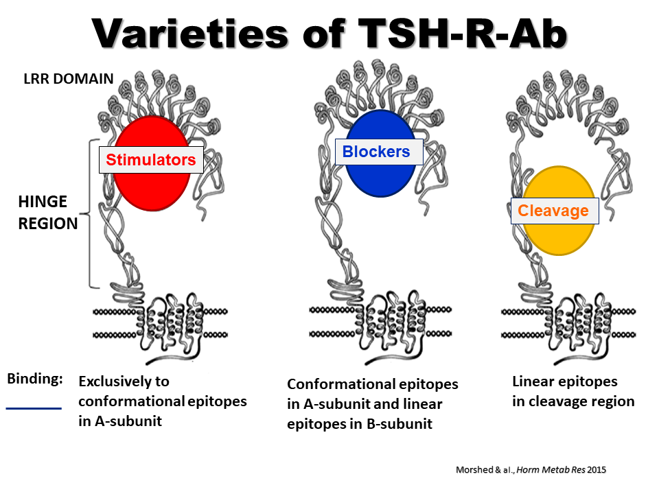 tsh-receptor-antibodies-relevance-and-clinical-utility