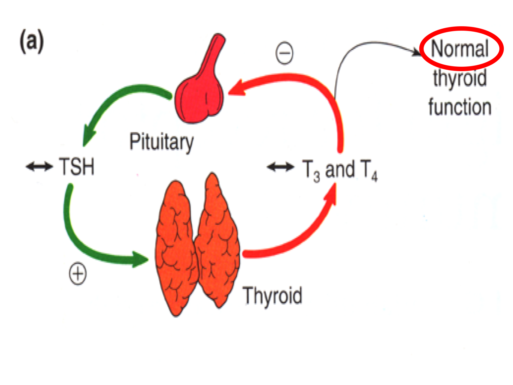 TSHReceptor Antibodies