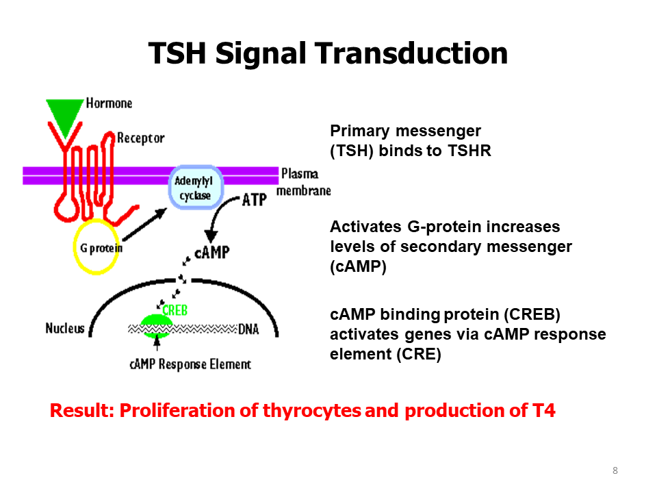 TSH Receptor Antibodies, Clinical Applications and Clinical Relevance