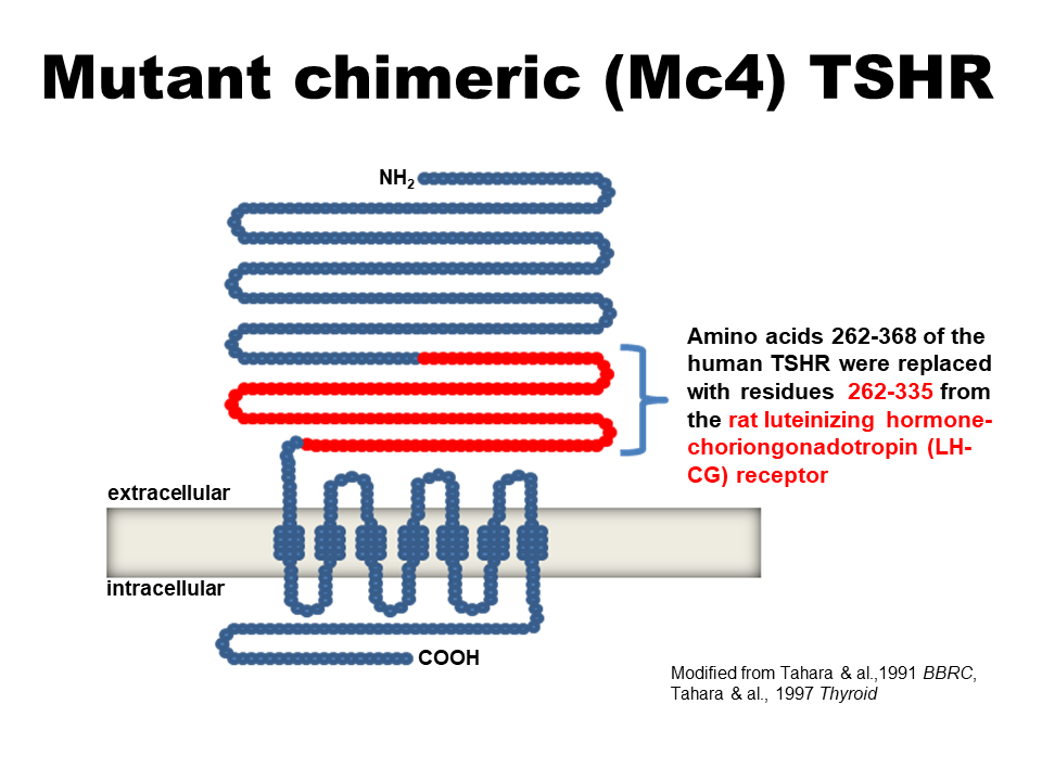 TSH Receptor Antibodies - Relevance and Clinical Utility