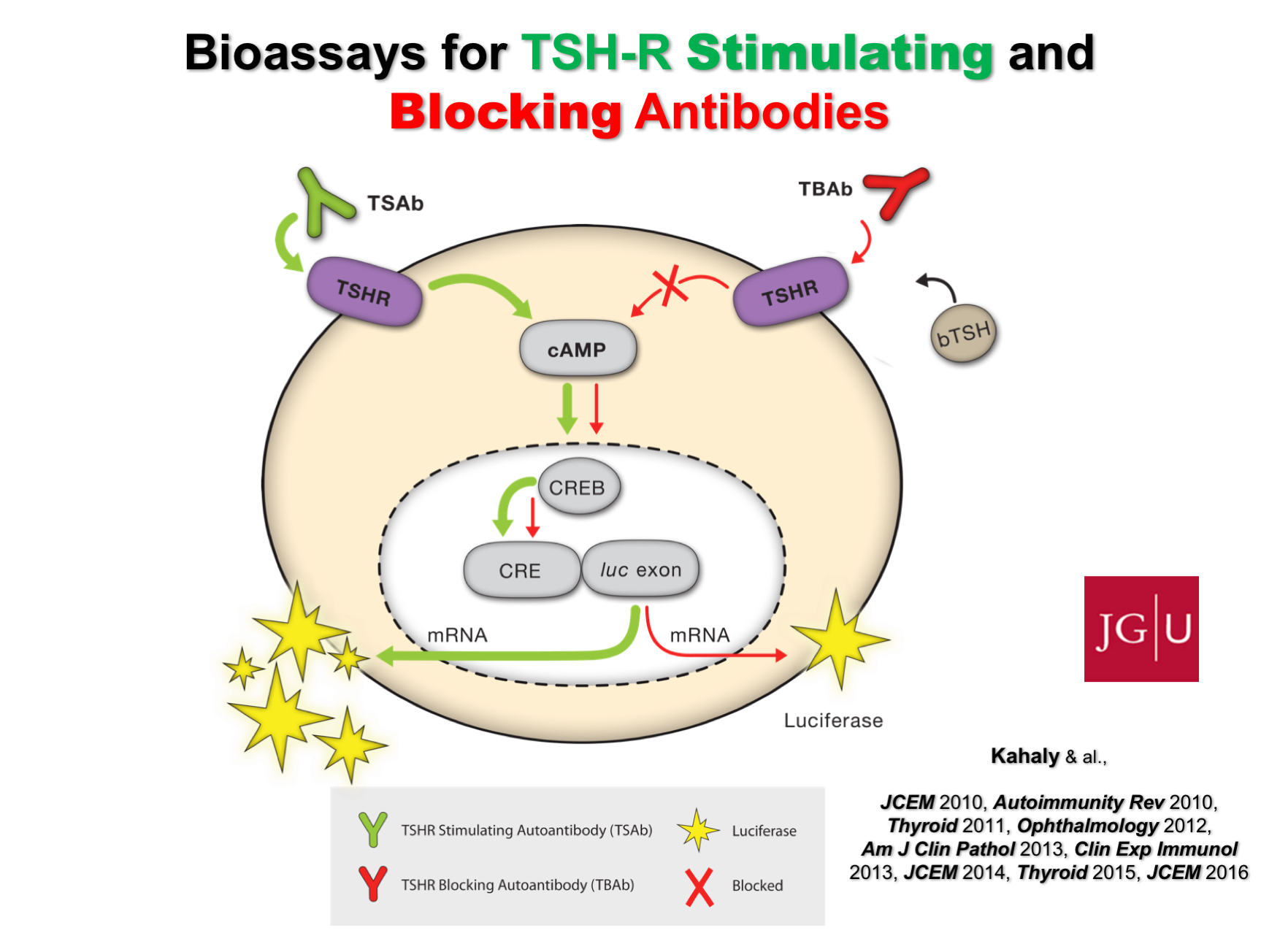 The Role of Thyroid Stimulating and Thyroid Blocking Antibodies in the