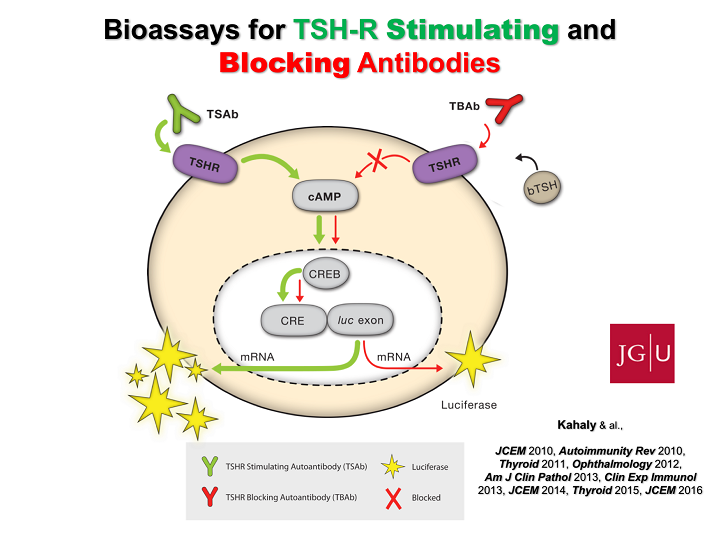 The Role of Thyroid Stimulating and Thyroid Blocking Antibodies in the ...