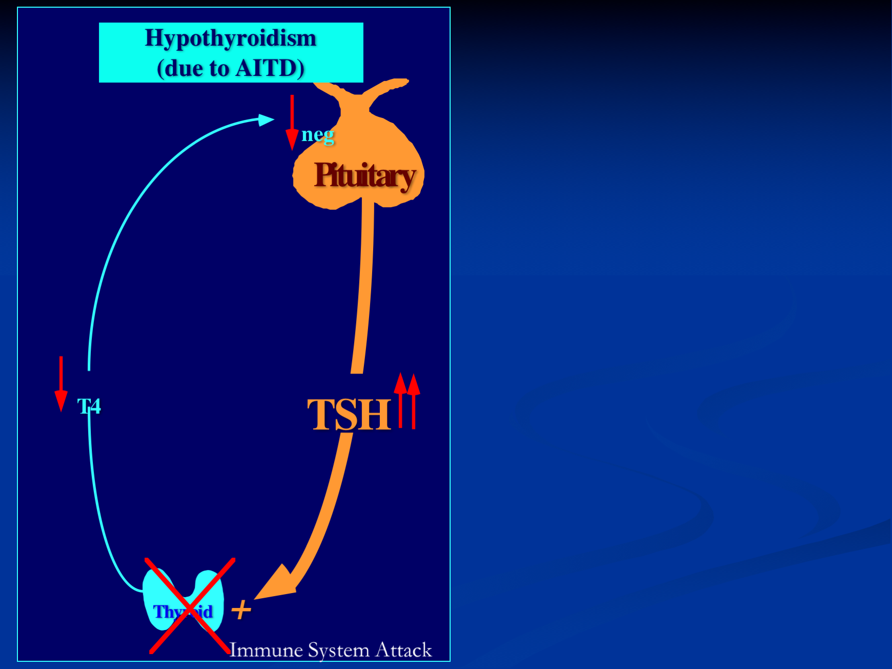 The Role of Thyroid Stimulating and Thyroid Blocking Antibodies in the ...