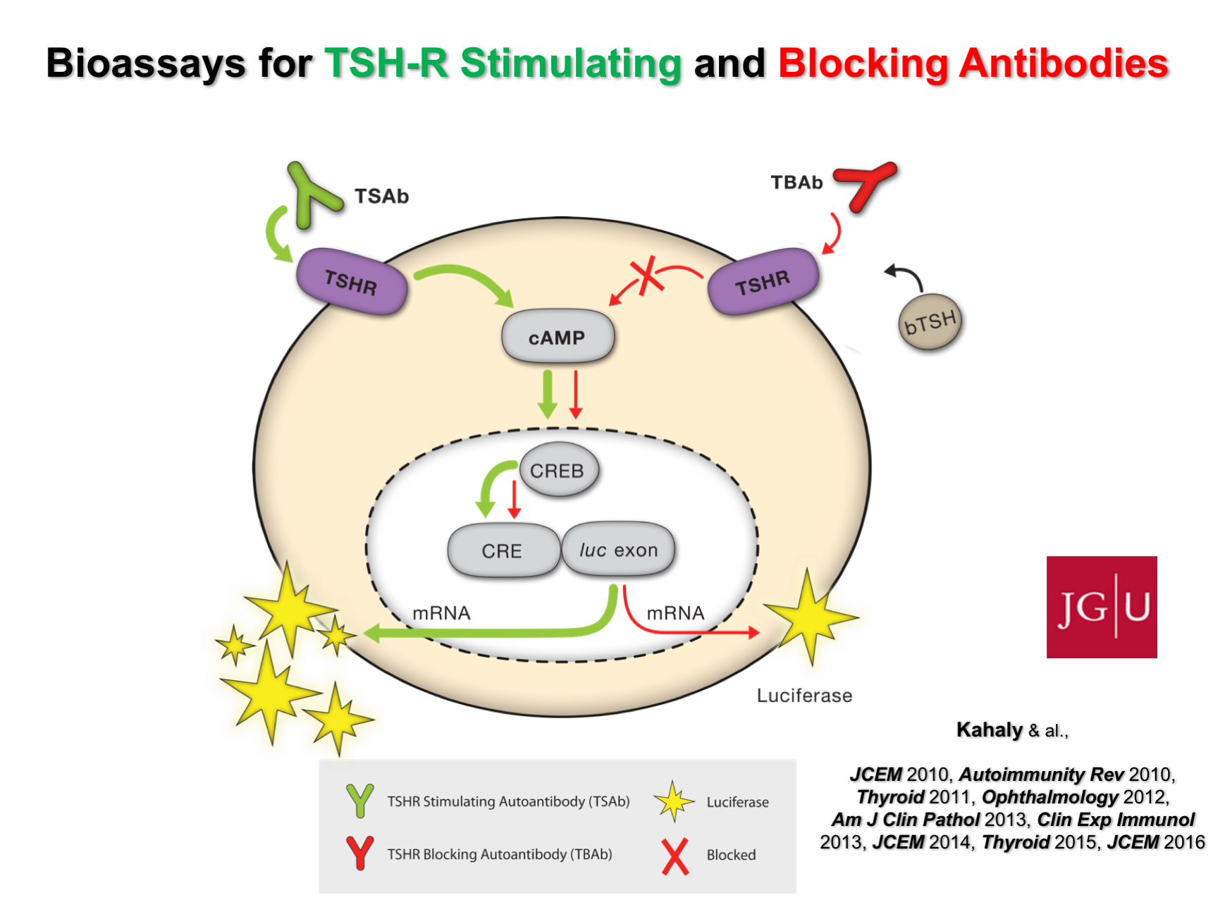 Tsh receptor antibodies